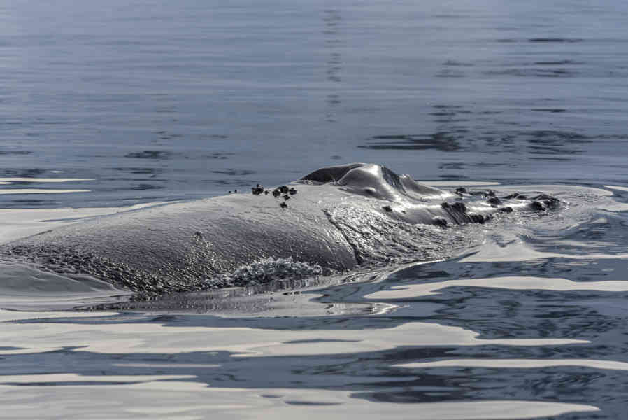 Ballena Minke - Antártida 23.jpg